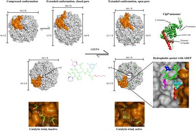 Reprogramming of the Caseinolytic Protease by ADEP Antibiotics: Molecular Mechanism, Cellular Consequences, Therapeutic Potential